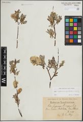 Foto von Salix L.